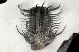 New Trilobite Species (Affinities to Quadrops) - Very Large! #86536-10